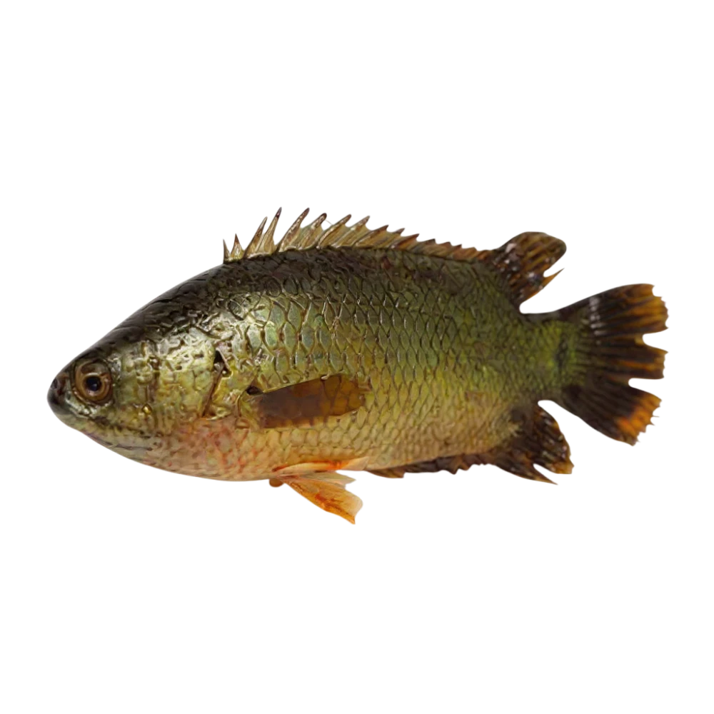 Koi  Block 400g